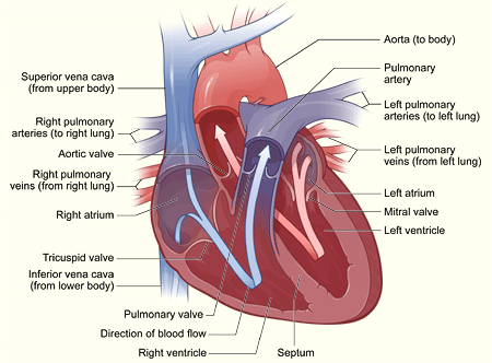 L'hypertension artérielle, examens et tests