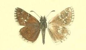 <i>Pyrgus darwazicus</i> Species of skipper butterfly genus Pyrgus