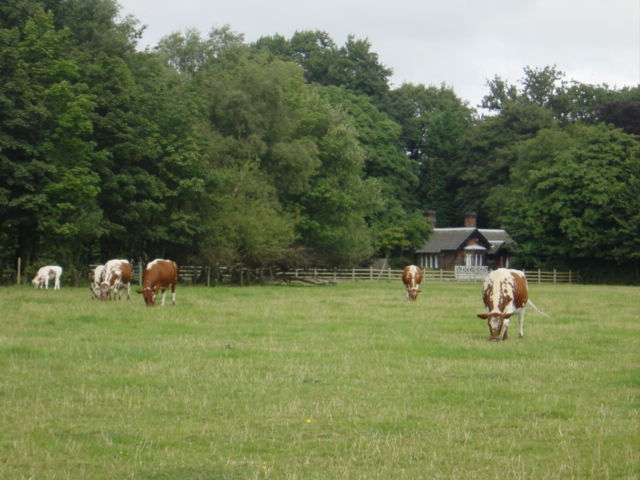 Rare breed cows in Croxteth Country Park - geograph.org.uk - 37431