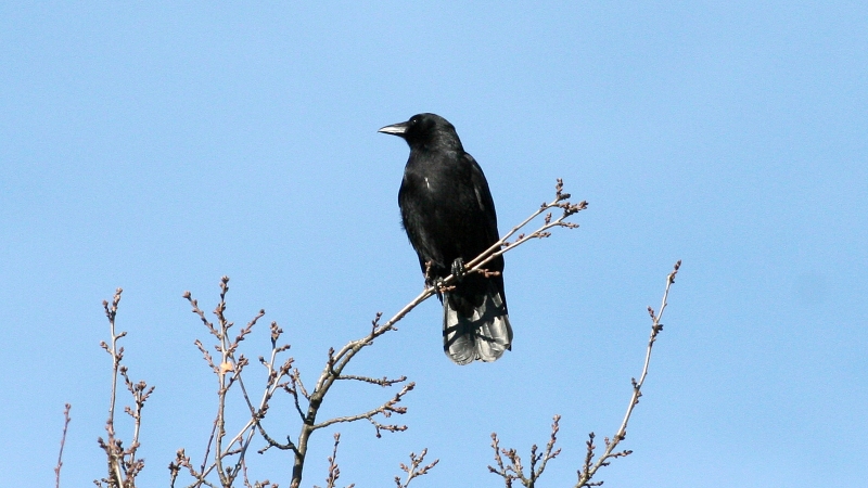 File:Raven (Corvus corax) (8).jpg