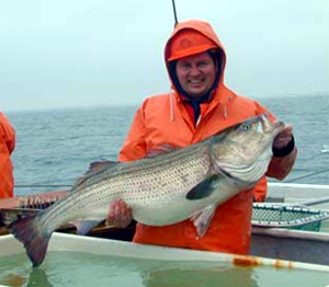 A researcher holding up a large striped bass