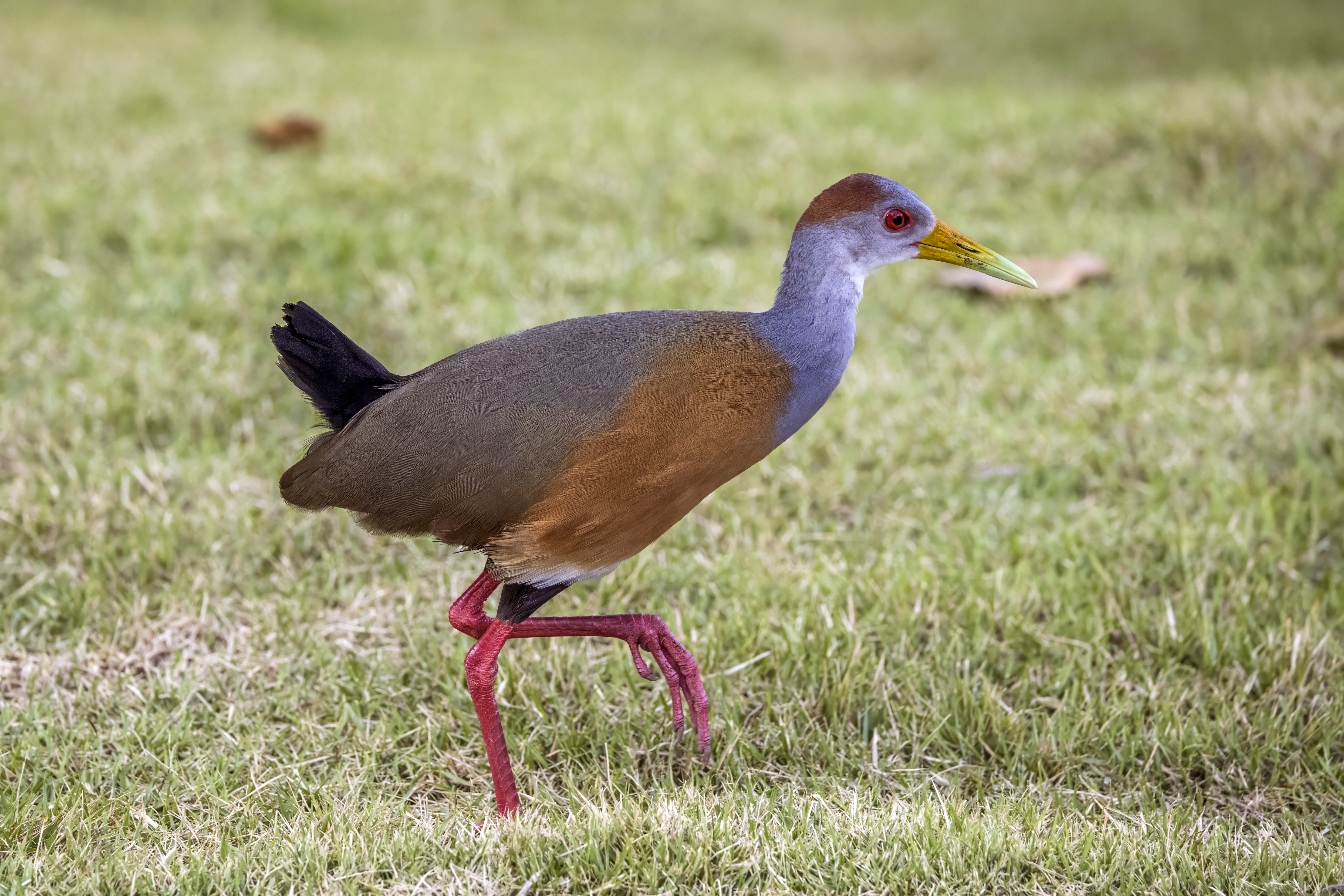 Russet-naped wood rail - Wikipedia