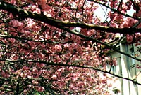 Ukraine, Uschhorod, Sakurablüte