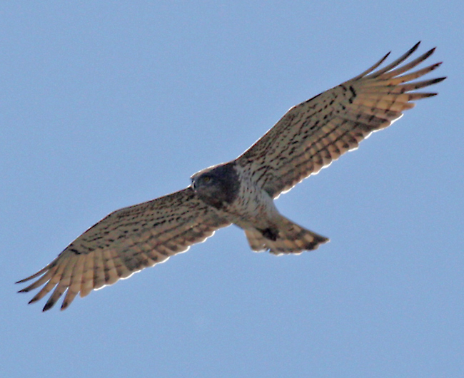 File:Schlangenadler wiki.jpg