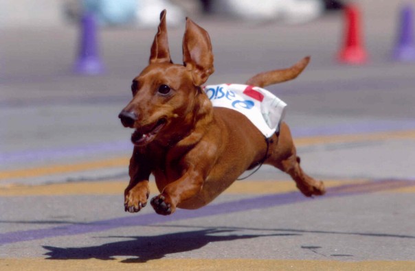 File:Short haired dachshund in race.jpg