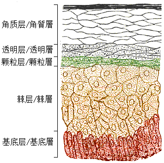 File:Skinlayers zh.png