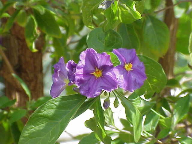 A revision of the “spiny solanums” of Tropical Asia (Solanum, the  Leptostemonum Clade, Solanaceae)