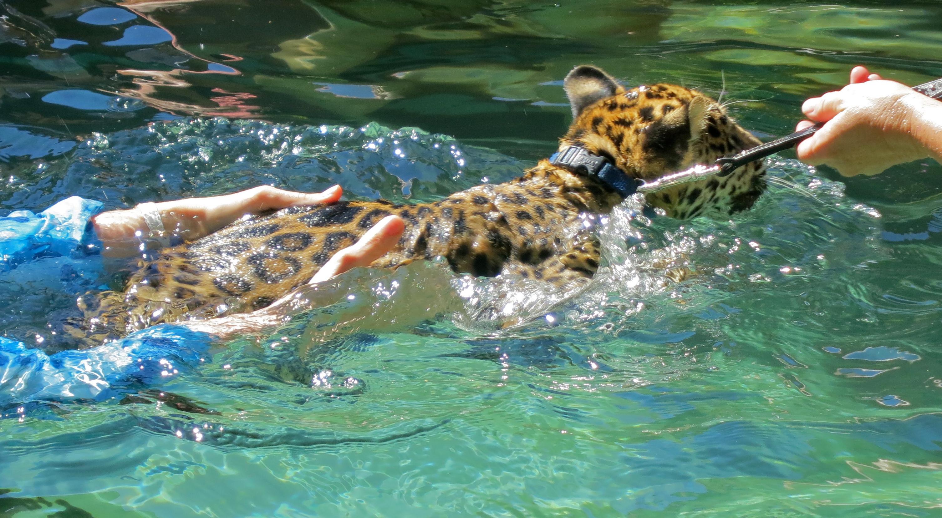 jaguar swimming pool