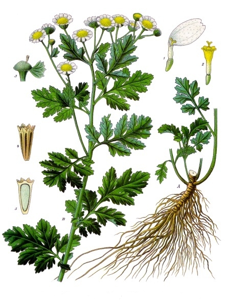 Chamaemelum nobile - Wikipedia, la enciclopedia libre
