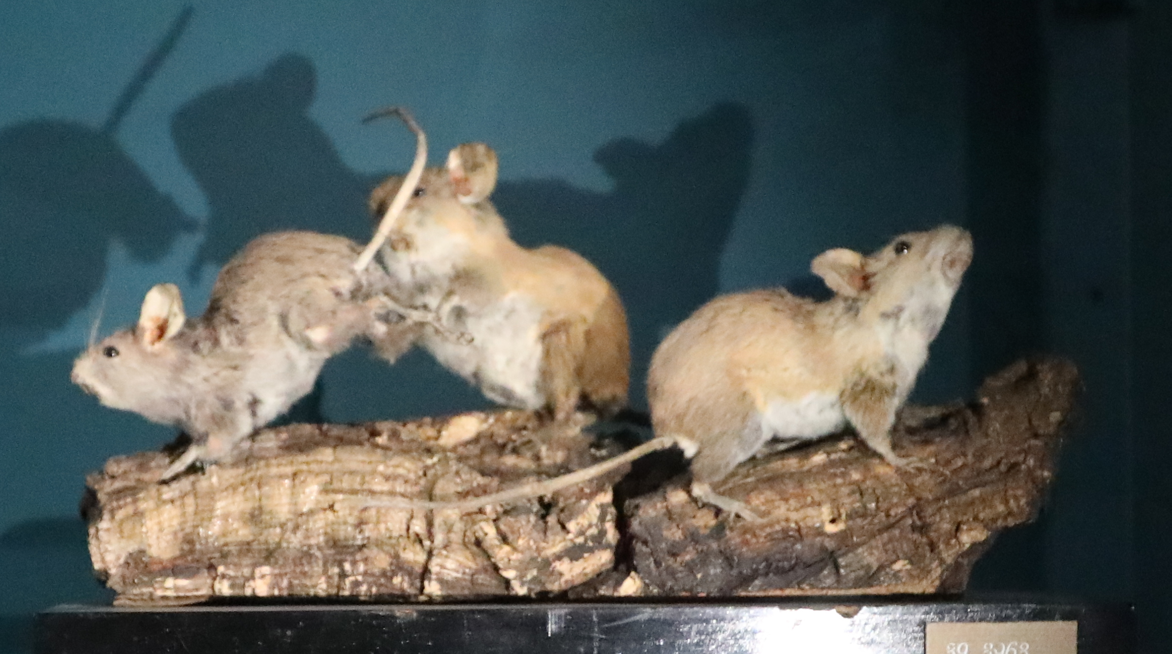 House mouse - Wikipedia