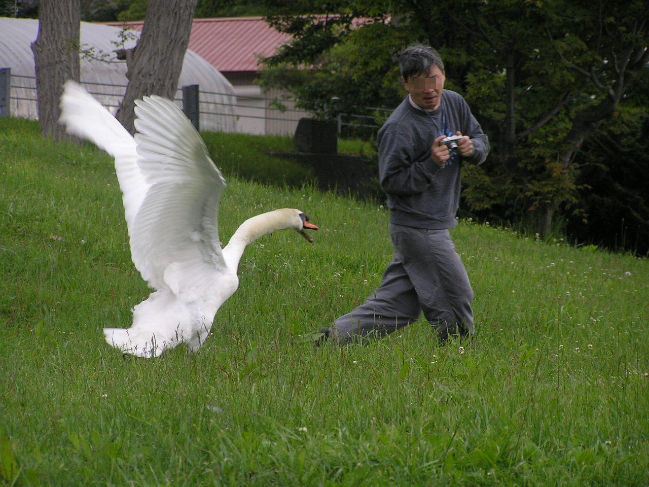 File:The swan attacks man.Hokkaido-toyako,人を襲う洞爺湖の白鳥P6200258モザイク.jpg