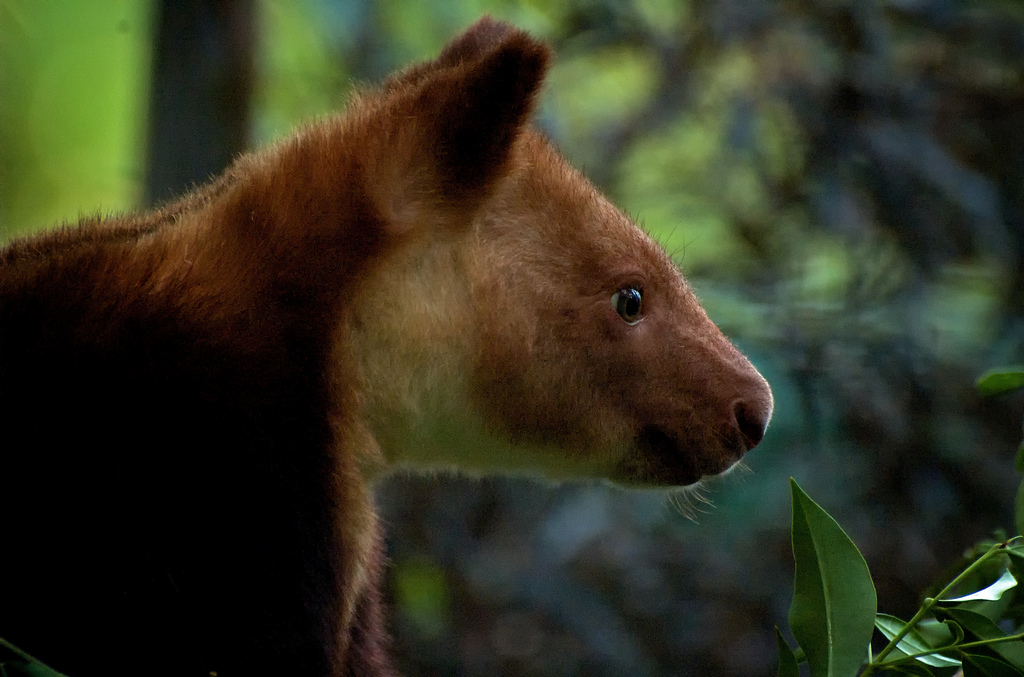 Tree Kangaroo Face.jpg