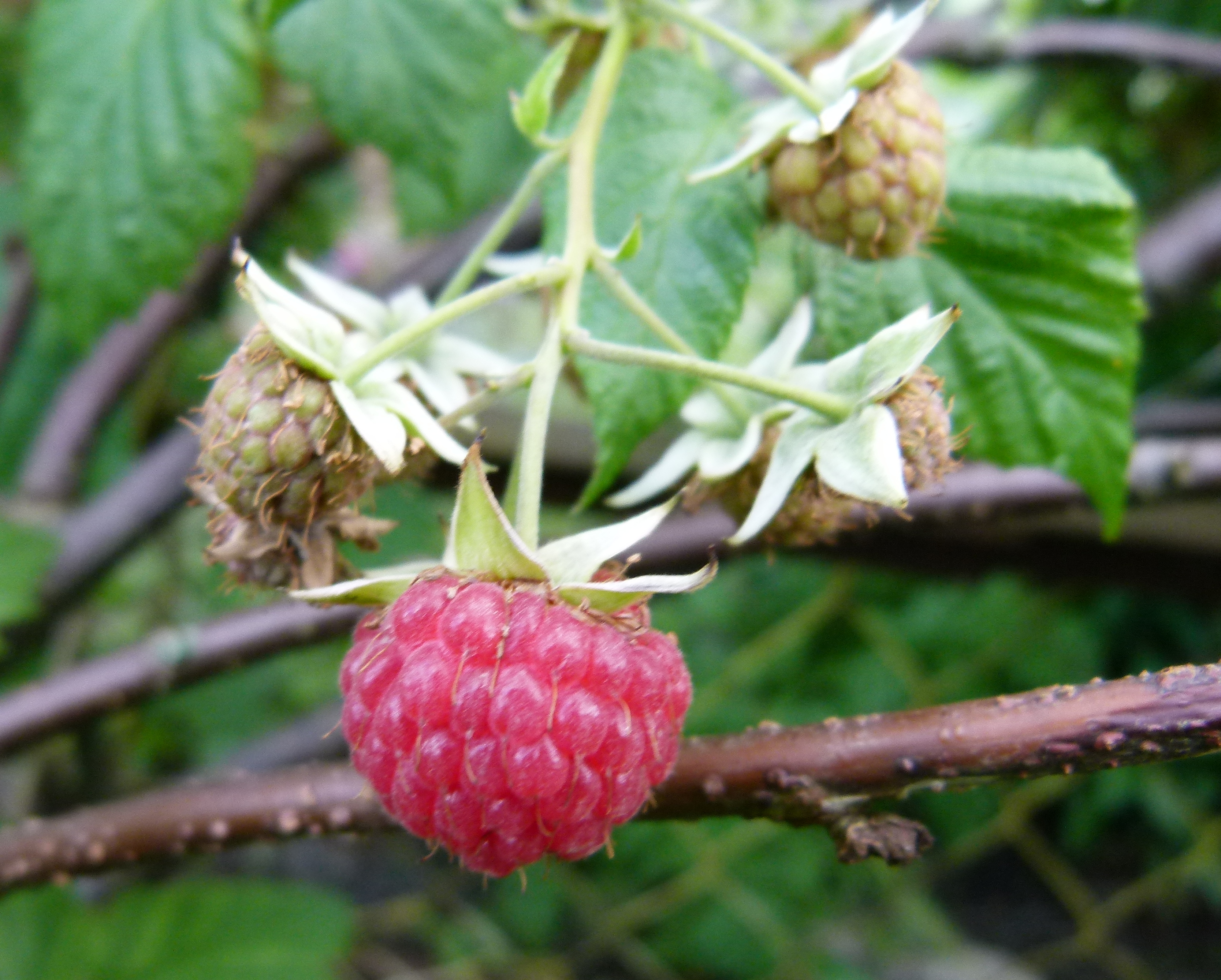 Framboise — Wikipédia