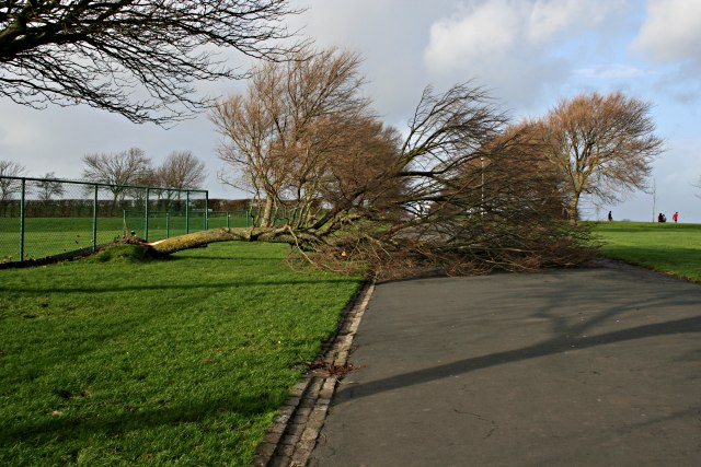 File:Uprooted Tree - geograph.org.uk - 289994.jpg