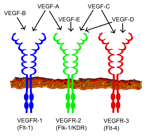 tyrosine kinase receptor pathway