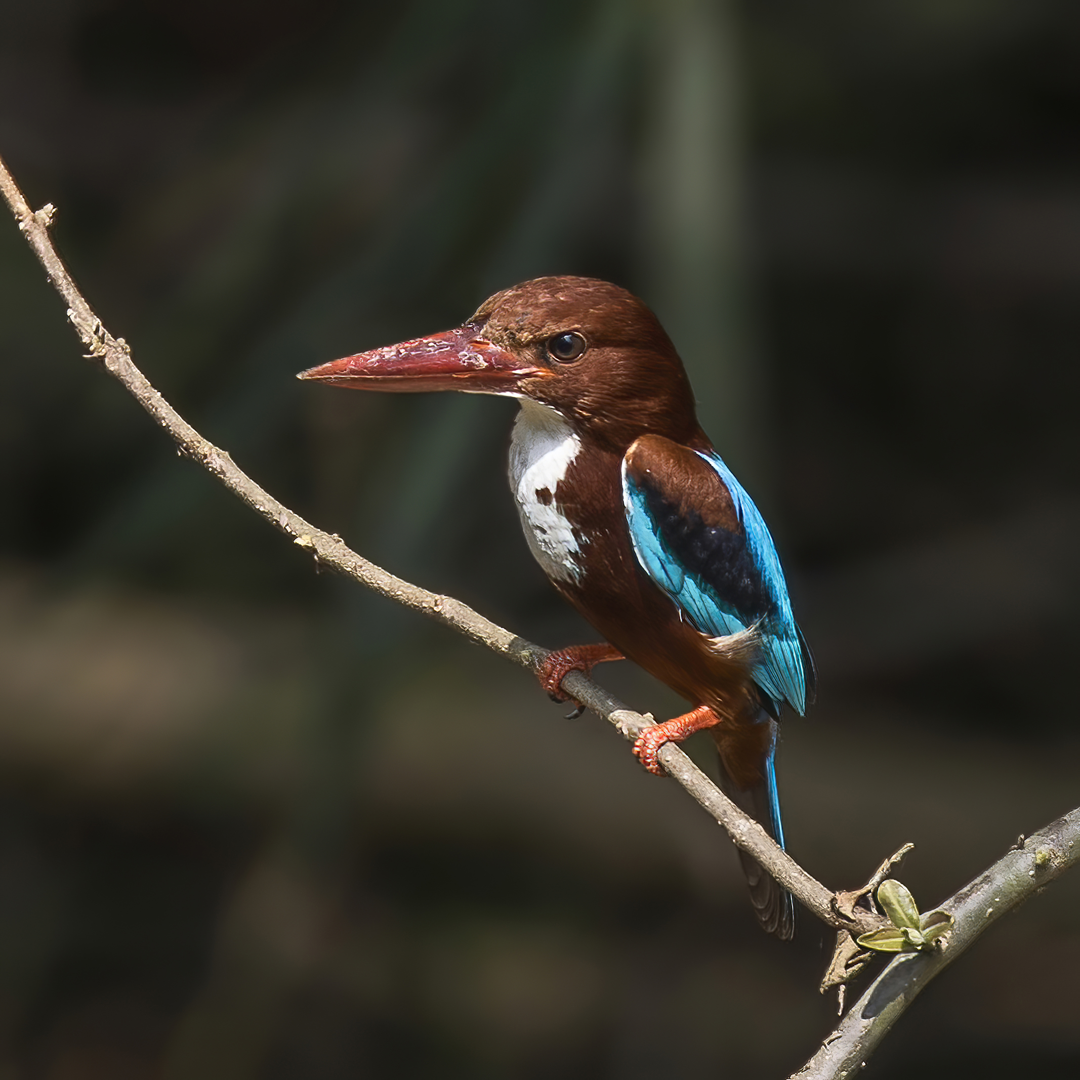 White throated. White throated Kingfisher. Птица Кингфишер на Шри Ланке. Алкион птица. Оляпка птица.