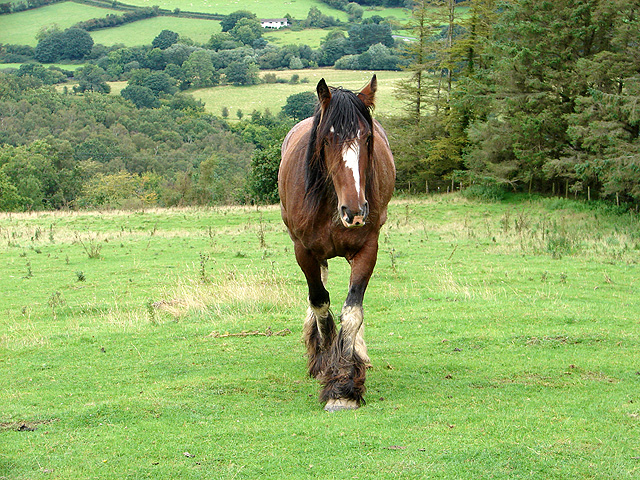 File:'Heavy Horse' above the Rheidol Valley - geograph.org.uk - 927118.jpg