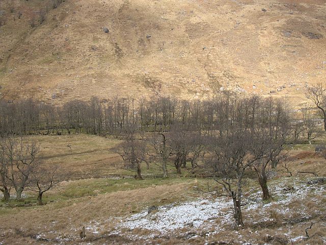 File:Alders on the floor of Glen Ure - geograph.org.uk - 739398.jpg