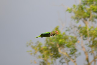 File:Amazona Vinacea voando em seu habitat.jpg