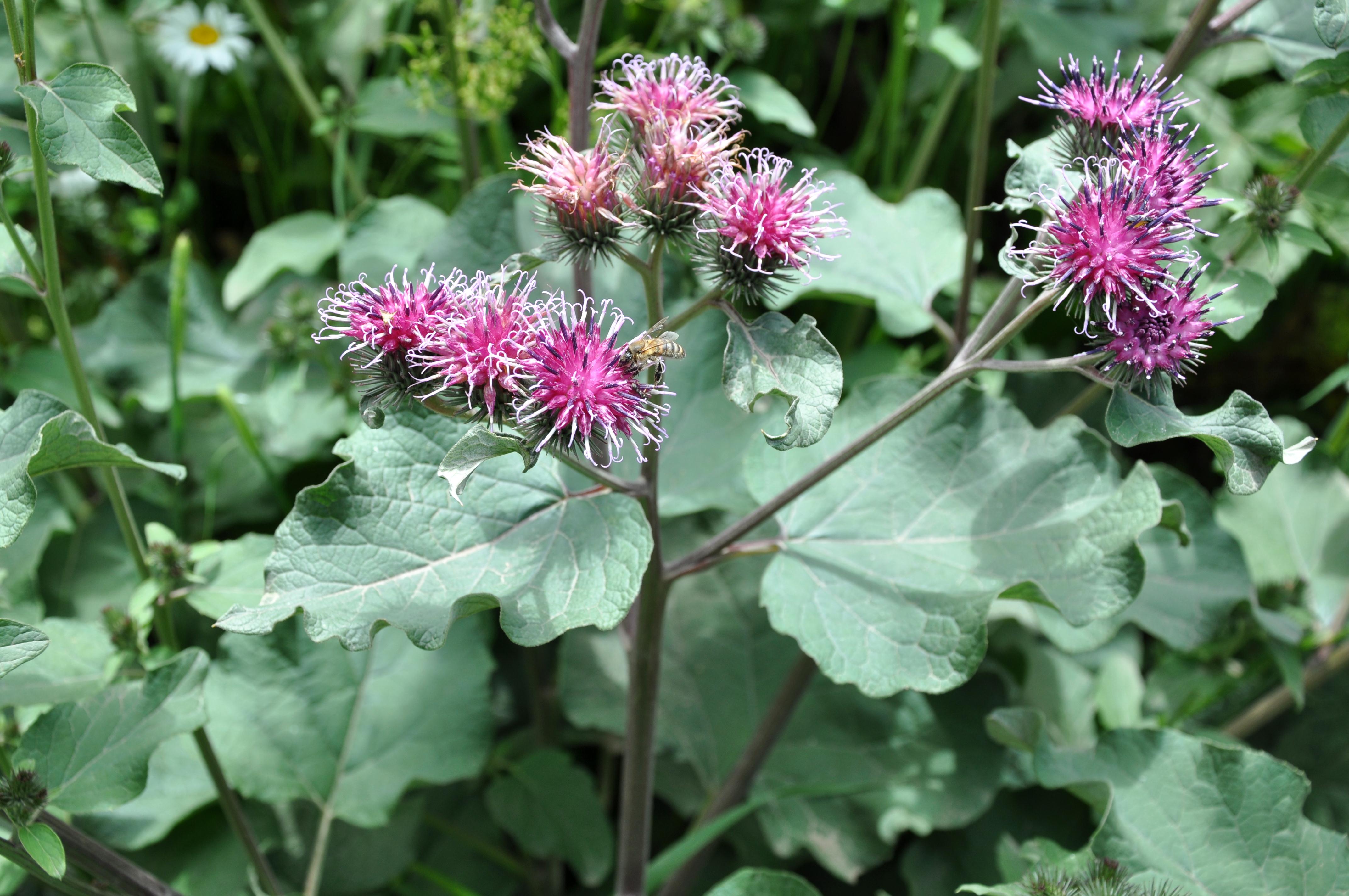 Около растение. Лопух большой Arctium Lappa. Репейник обыкновенный. Репейник (Burdock). Репейник Lappa.