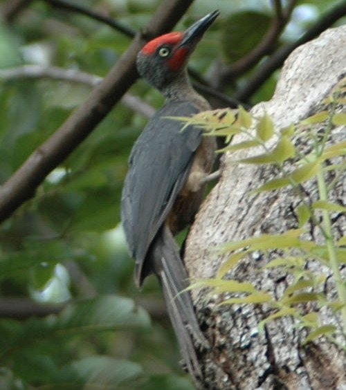 File:Ashy Woodpecker (Mulleripicus fulvus) on tree trunk (crop 1).jpg