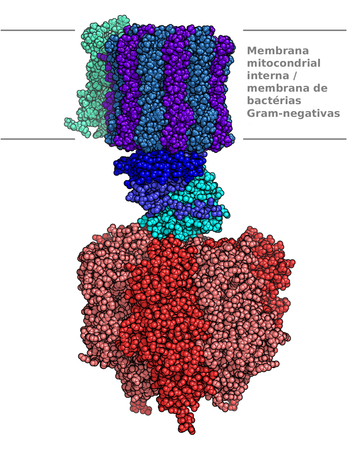 ATP sintase - Wikipédia, a enciclopédia livre