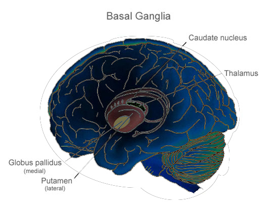 File:Basal ganglia 3.jpg