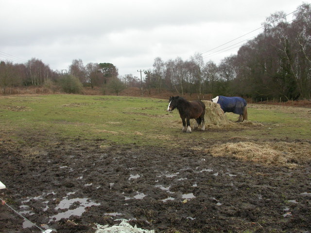 File:Beacon Hill, grazing - geograph.org.uk - 1728318.jpg