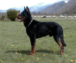 Granule Beauceron