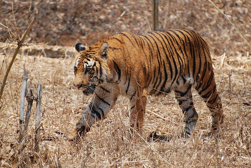 File:Bengal Tiger by rishabh.jpg