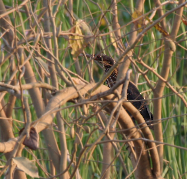 File:Black Bittern (Dupetor flavicollis) in Kinnarsani WS, AP W IMG 6111.jpg