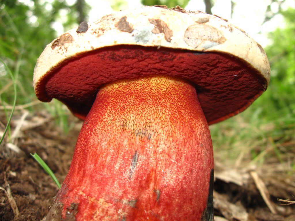 Boletus venenosos en españa