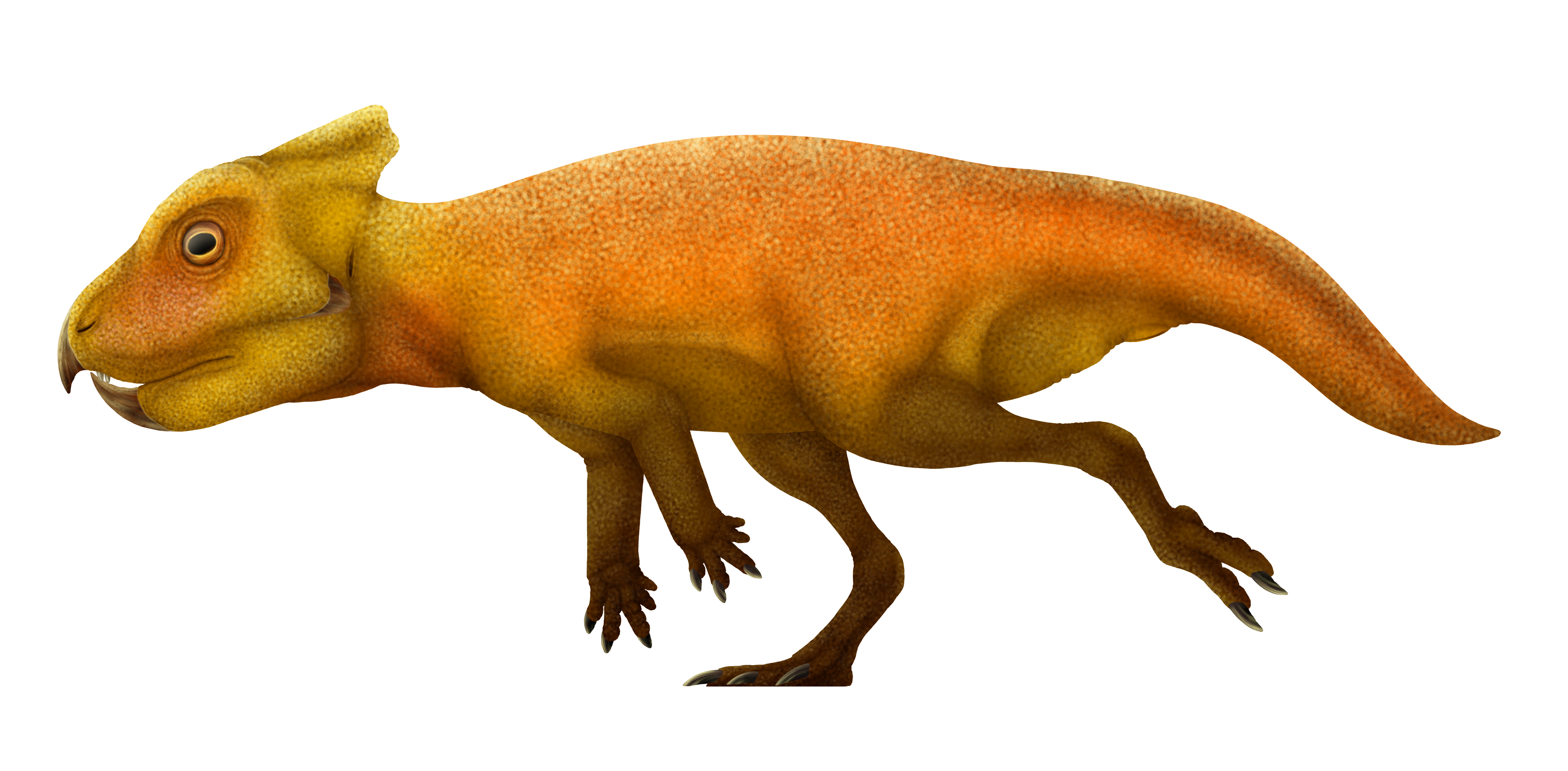 File Breviceratops Restoration Png Wikimedia Commons