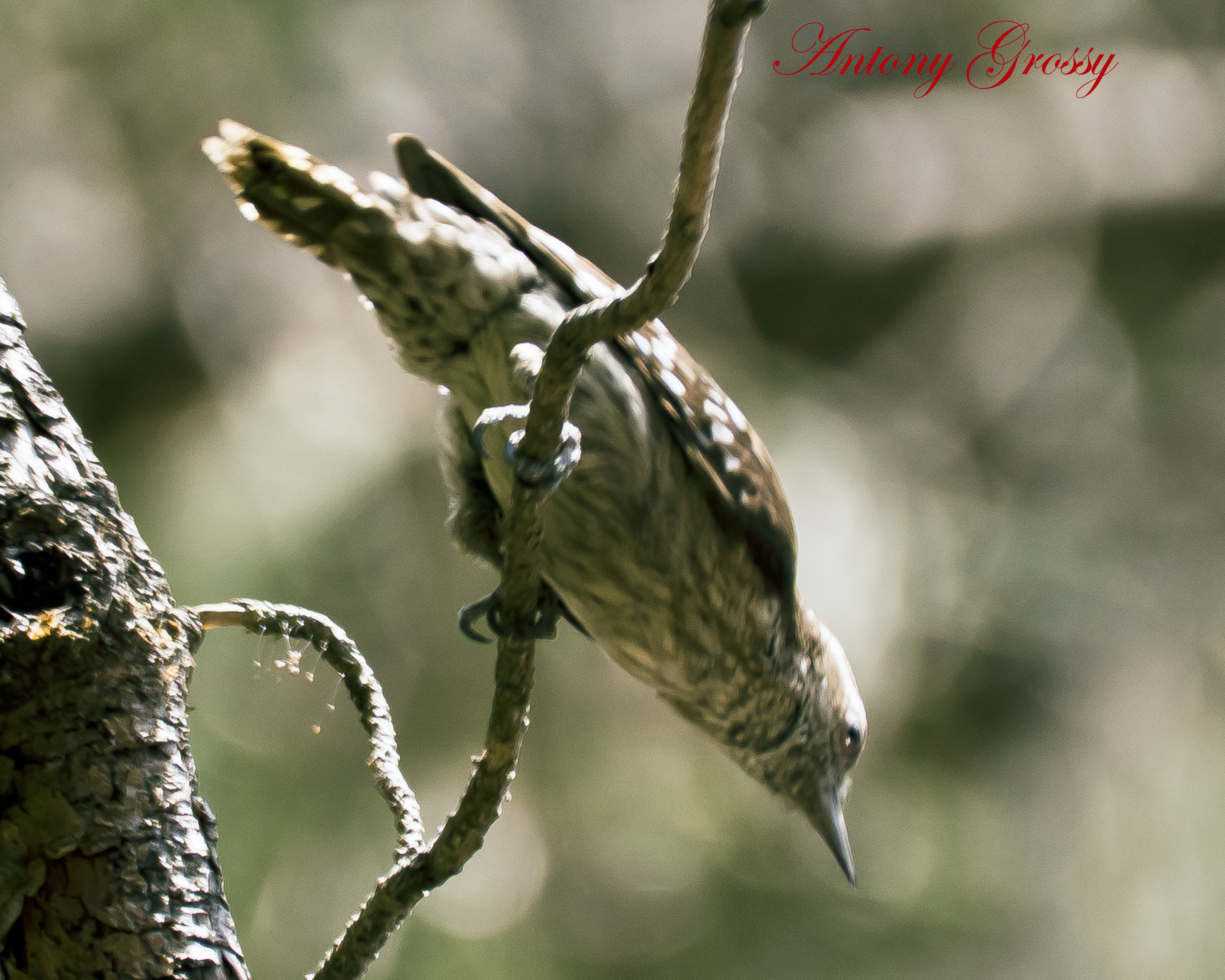 Filebrown Capped Pygmy Woodpecker Coonoor Tamil Nadu 4