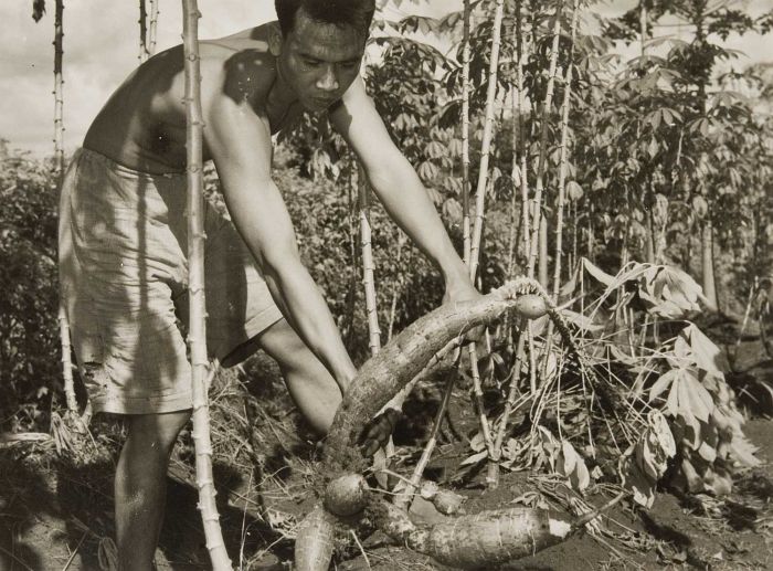 File:COLLECTIE TROPENMUSEUM Het oogsten van sinkong (ketella) in de omgeving van Bogor TMnr 60052155.jpg
