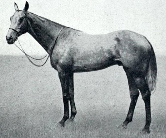 File:Caligula (horse).jpg