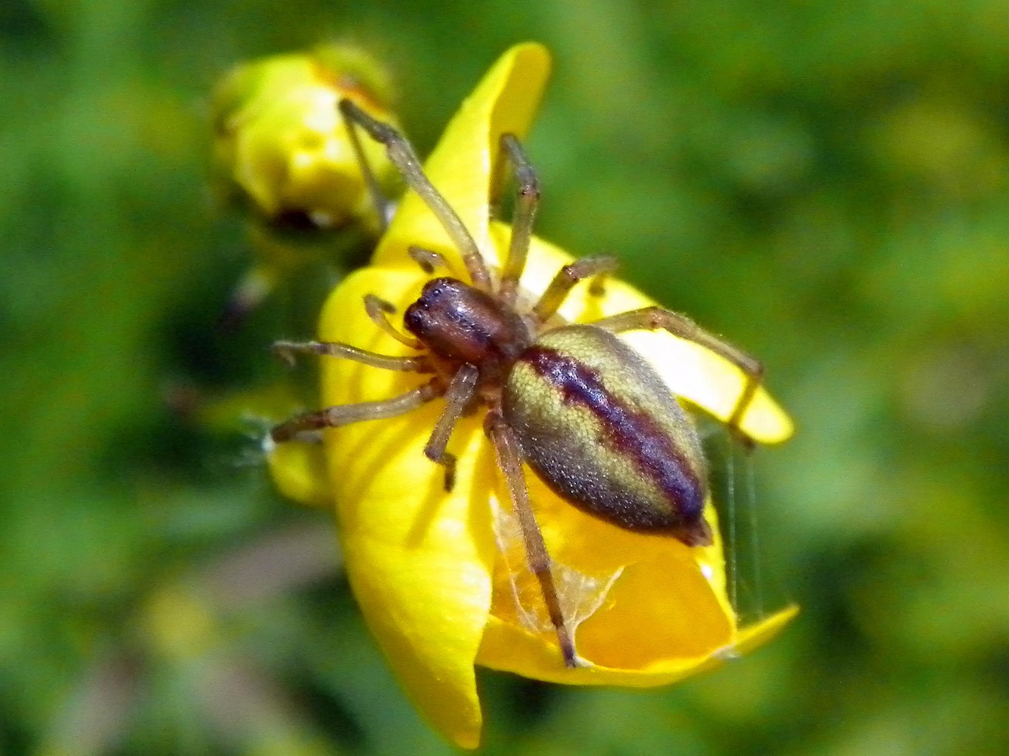 Cheiracanthium erraticum