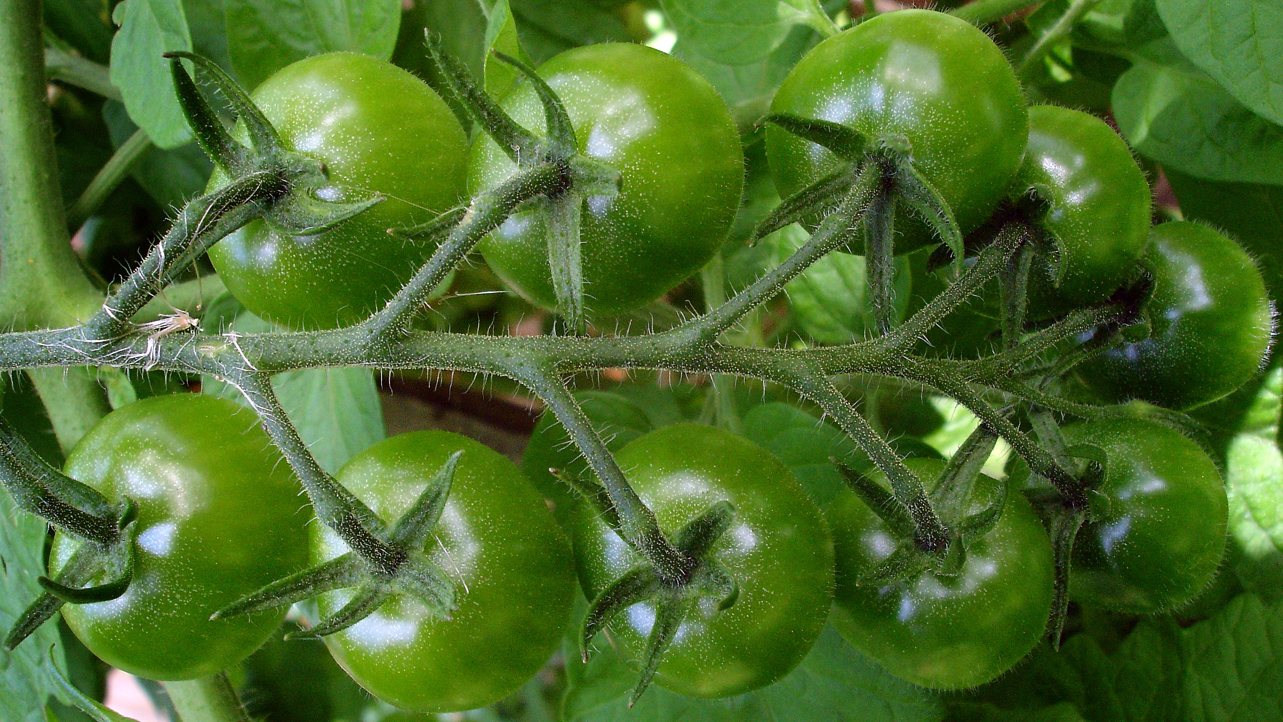 File Cherry Tomato Green Cluster 2009 16x9 Jpg Wikimedia Commons