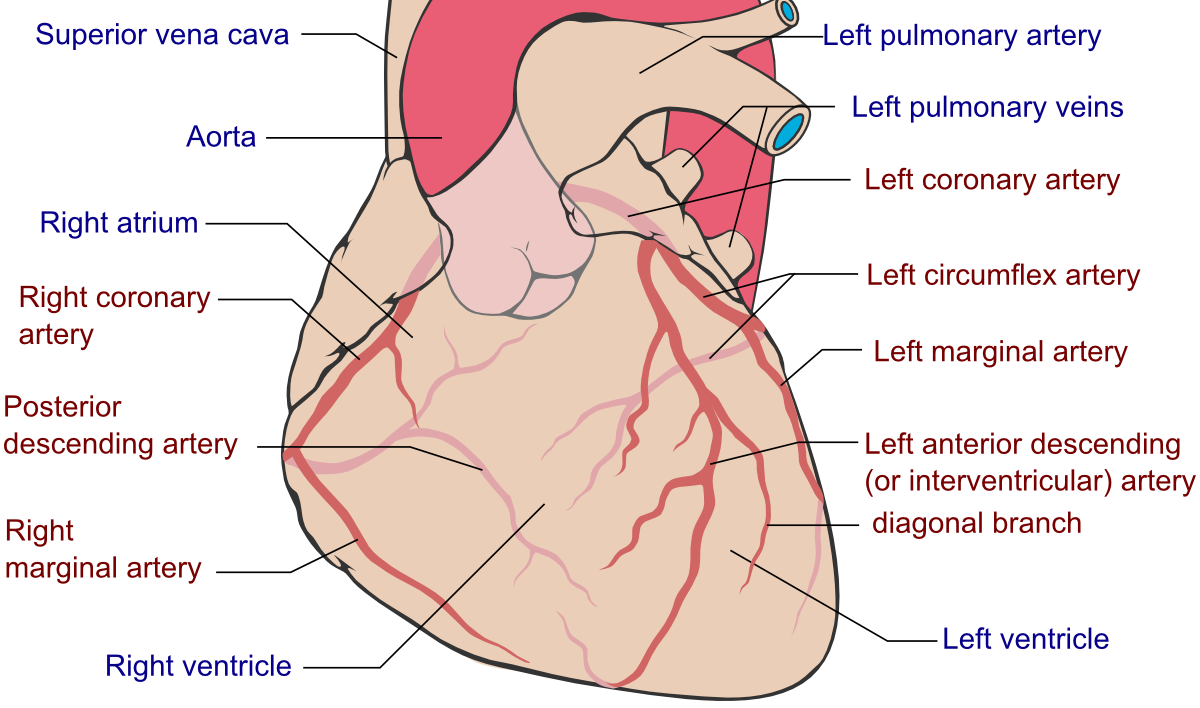 Coronary Arteries Wikipedia