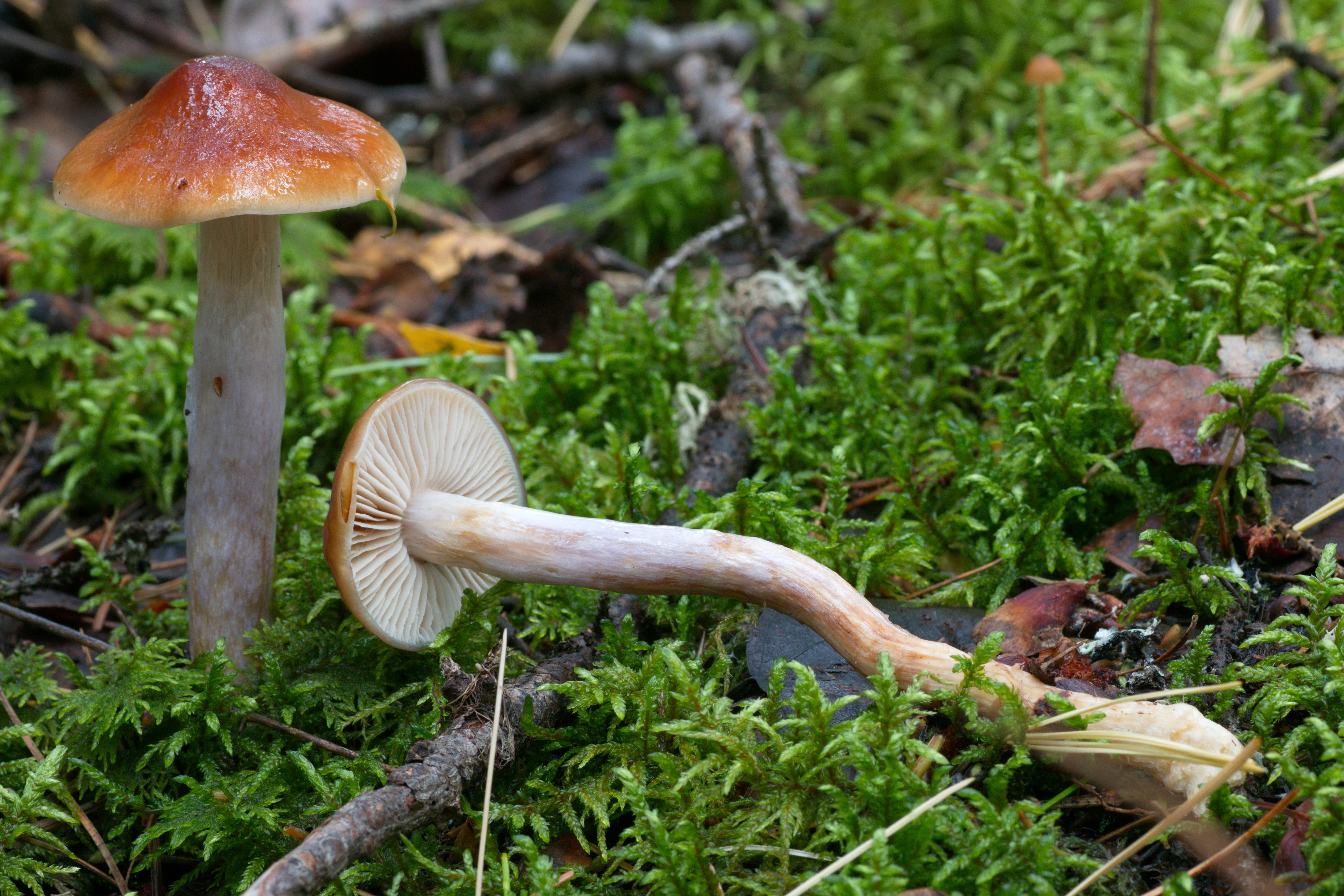 Cortinarius hinnuleus. Cortinarius xanthocephalus. Cortinarius saniosus. Паутинник капающий Cortinarius stillatitius.. Подберезовик пластинчатый