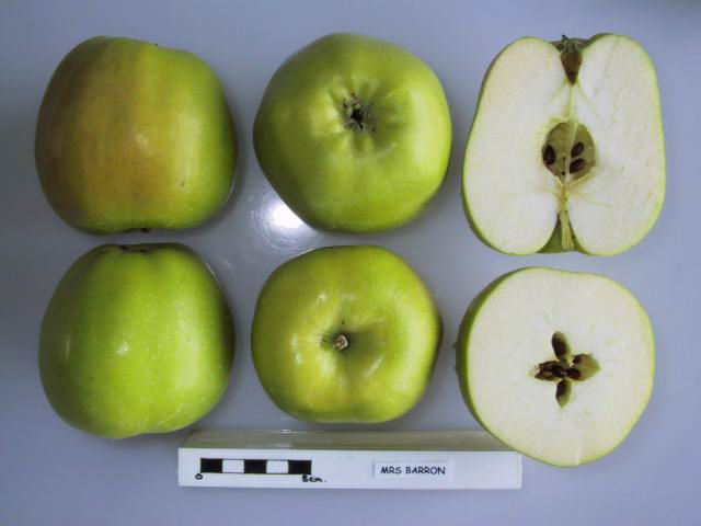 File:Cross section of Mrs. Barron, National Fruit Collection (acc. 2000-069).jpg