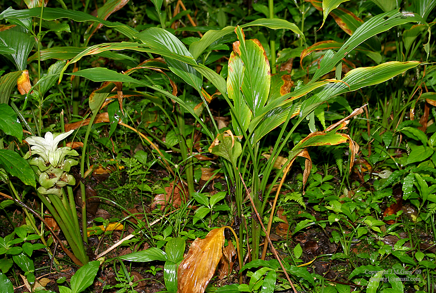 File:Curcuma longa (Haldi) Im IMG 2441.jpg - Wikipedia