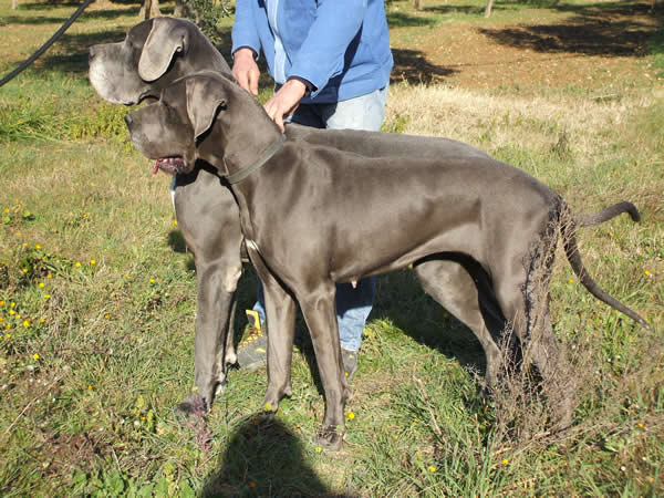 Great Danes lightened from black to blue by the dilute gene.