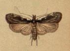 Depressaria dictamnella