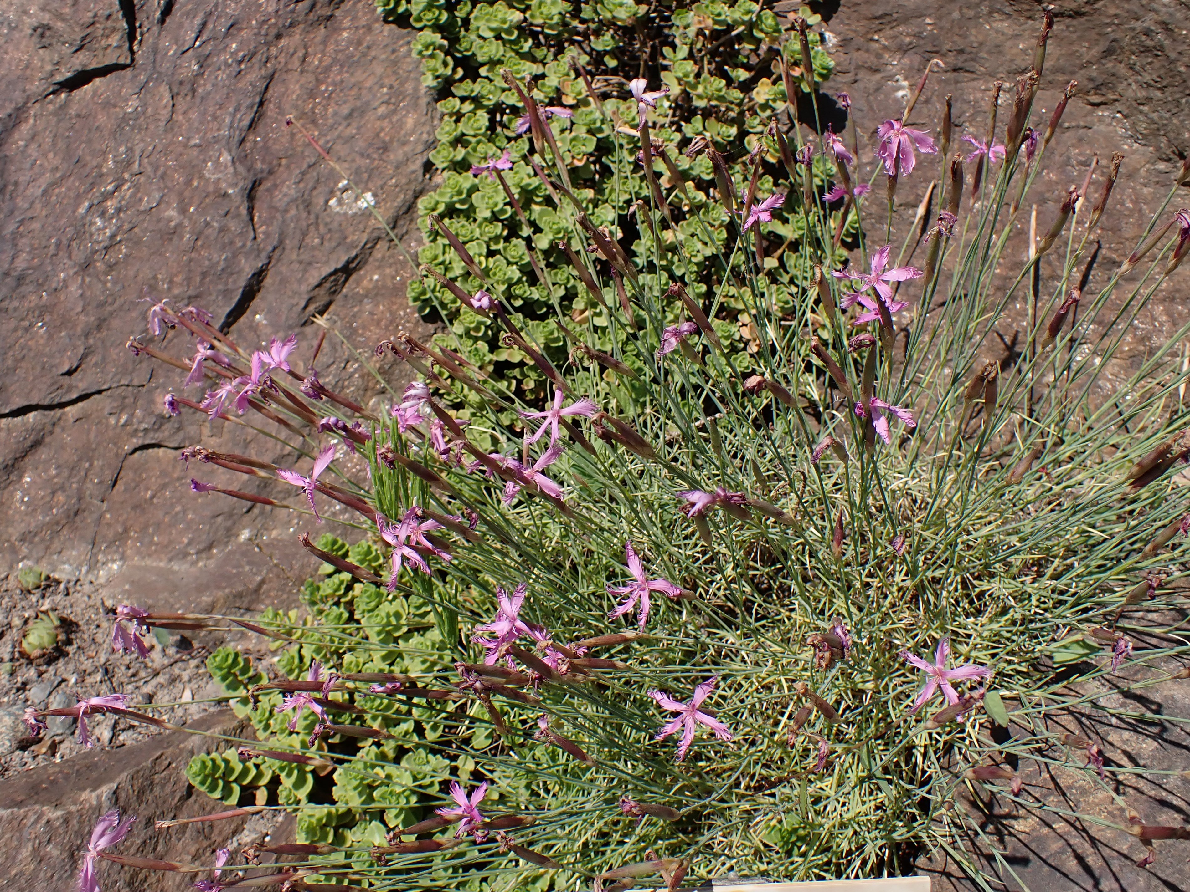 Dianthus tymphresteus