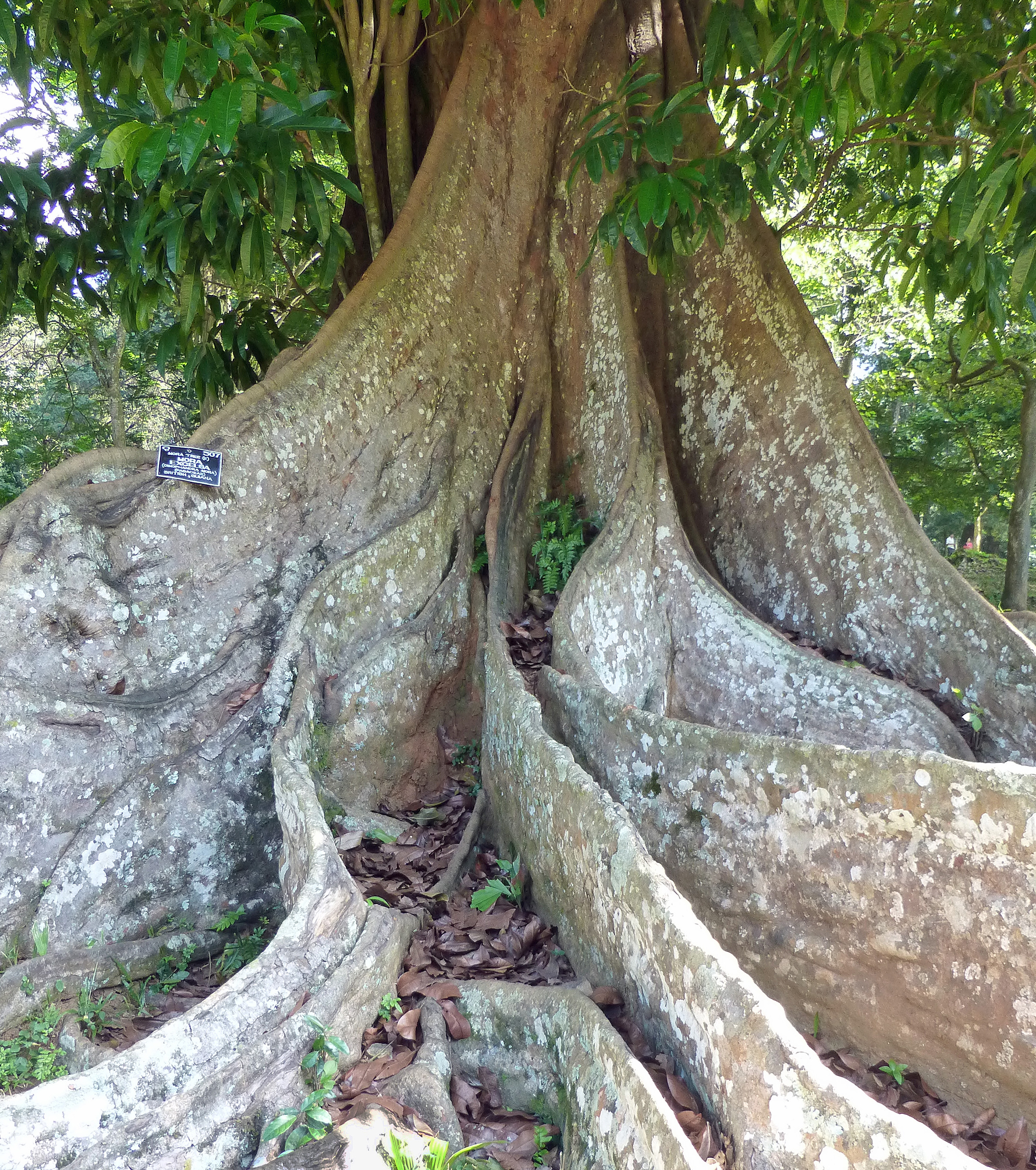 https://upload.wikimedia.org/wikipedia/commons/c/c9/Dimorphandra_mora-Jardin_botanique_de_Kandy_%281%29.jpg