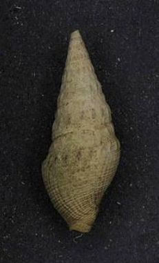 <i>Drillia cecchii</i> Species of gastropod