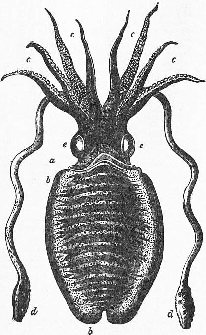 dissected sepia officinalis