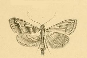 <i>Endotricha rogenhoferi</i> Species of moth