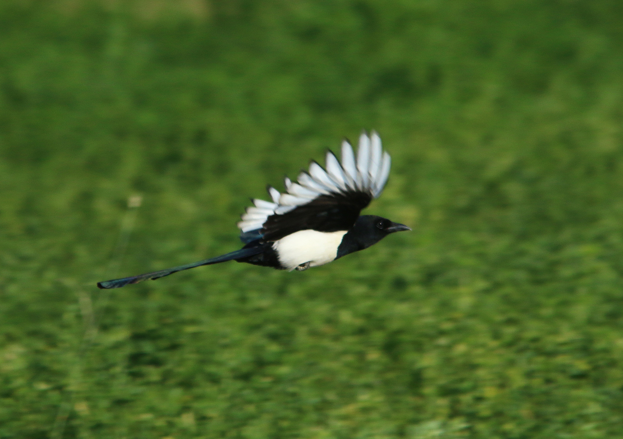 Eurasian magpie - Wikipedia